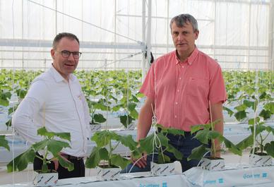Main role for AVS in research into energy-efficient cultivation